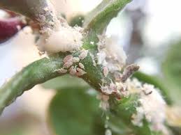 get rid of mealybugs on houseplants