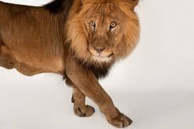 african lion facts and photos
