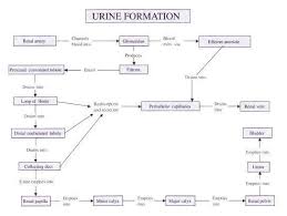 Illustration Of Urine Formation Flow Chart Unique Flow Map