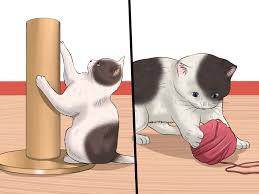 3 ways to care for a stray kitten wikihow
