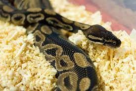 best bedding for your ball python toy