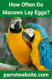 how often do macaws lay eggs revealed