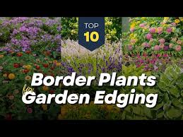 10 Beautiful Border Plants For Garden