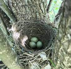 how to identify blue jay eggs their nest
