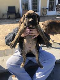 Find the perfect puppy today. Boxer Puppies For Sale Williamstown Winslow Township Nj 307711