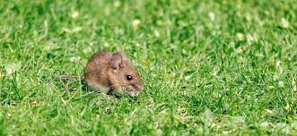 mice voles in my lawn lawntech