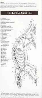 Ferret Anatomy Pet Ferret Ferret Ferrets Care