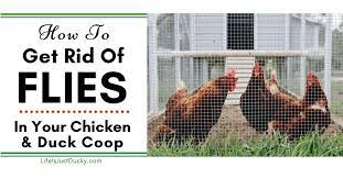 get rid of flies in your en coop