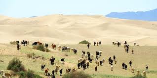 Causes And Effects Of Desertification Greentumble