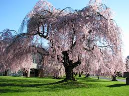 Image result for Large Tree
