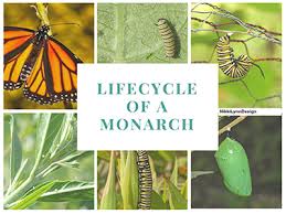 life cycle of a monarch erfly