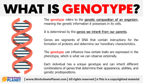 what is genotype definition of genotype