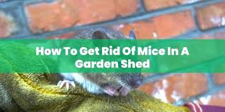 How To Get Rid Of Mice In A Garden Shed