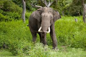 Asian Elephant Wikipedia
