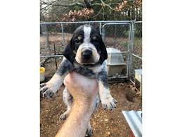 Our dogs and puppies come with records of shots and worming. 4 Females 2 Males Bluetick Puppies In Dahlonega Georgia Puppies For Sale Near Me