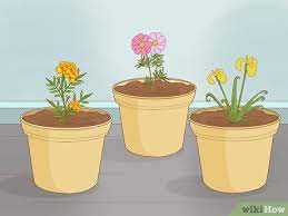 3 Ways To Grow Plants Faster Wikihow