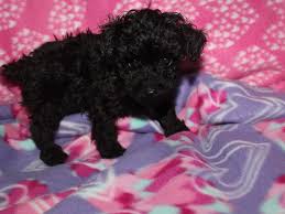 toy poodle dog male black 2582196 pet