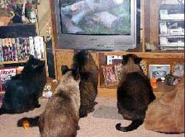 Image result for cats watching TV