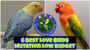6 best low budget love bird mutations