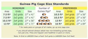 Peach And Caramel Guinea Pigs Guinea Pig Cage Size Chart