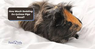 How Much Bedding Do Guinea Pigs Need