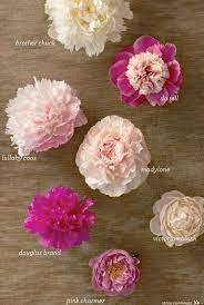 Updated september 21, 2017 herbaceous peonies are the peonies that resemble chinese and japanese peonies are primarily distinguished by the number of petals and the type of stamens. Different Types Of Peonies Peonias Flores Rosas