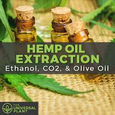 Cbd extract oil from cannabis or hemp. Hemp Oil Extraction Techniques Ethanol Co2 And Olive Oil