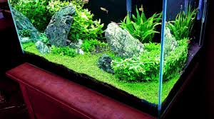 how to grow a carpet in your aquarium