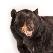 American Black Bear National Geographic