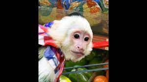 how i feed my pet capuchin monkey you