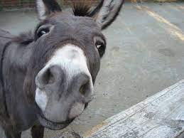 most viewed donkey funny donkey hd