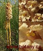 Orobanche_alsatica_Grupo botánico cantábrico