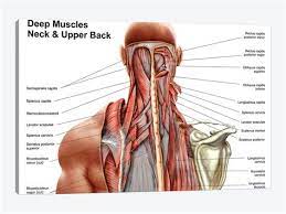 Human muscles enable movement it is important to understand what they do in order to diagnose the main muscles involved in moving the spine and neck together these are known as the rotator cuff muscles. Striated Shoulder Neck Muscles In Humans There Are Approximately 680 Skeletal Muscles Within The Typical Human And Almost Every Muscle Constitutes One Part Of Examples Range From 640 To 850 1