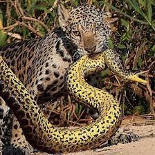 Photographer/poultry - Jaguar ʋs Anaconda | FaceƄook