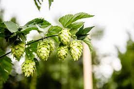 The Most Commonly Used IPA Hops - Beer Maverick