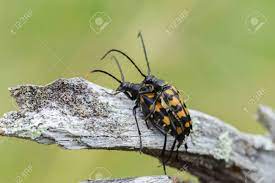 自然の中の昆虫の繁殖。2 カブトムシ セックスの写真素材・画像素材 Image 61011293