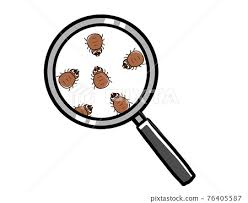 Tick And Magnifying Glass Stock
