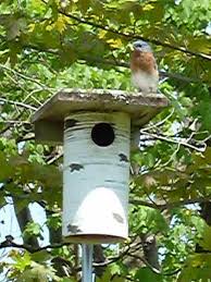 Pink Eggs Tree Swallows