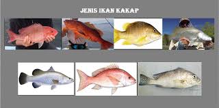 Bulan musim ikan kakap putih. 14 Jenis Ikan Kakap Ciri Fisik Karakteristik Harga Dan Gambar Hewan Id