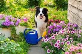 plants that are toxic to cats and dogs