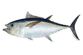 Atlantic Bigeye Tuna Noaa Fisheries