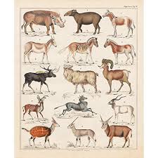 Vintage Poster Print Art Wild Animals Collection Goat Sheep Antelope Horse Zebra Biology Identification Reference Diagram Chart Wall Decor Picture