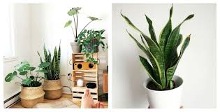 Escoja la planta que más te gusta, lo recomendable es que vaya acorde con el estilo de decoración de la sala. Plantas De Interior Decoracion Con Lenguas De Suegra Rsvponline