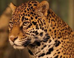 Jaguar Panthera Onca Animals A Z Animals