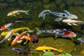 How To Care For Pond Fish The