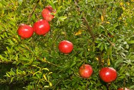 pomegranate plants ile ilgili görsel sonucu