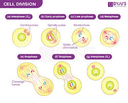 cell division mitosis meiosis and