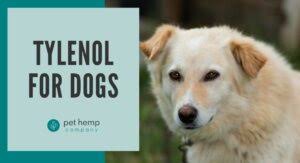 tylenol for dogs pet hemp company