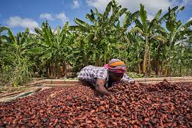 Cocobod set to increase price of Ghana's cocoa