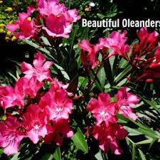 Some people think their dogs are experiencing the same high that people do. Oleander Hardy Evergreen Southern Beauty With Pictures Dengarden
